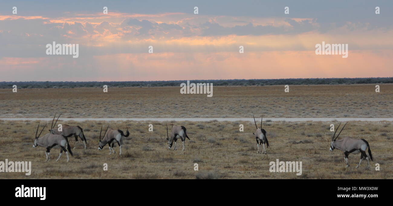 East African oryxes on the savannah Stock Photo