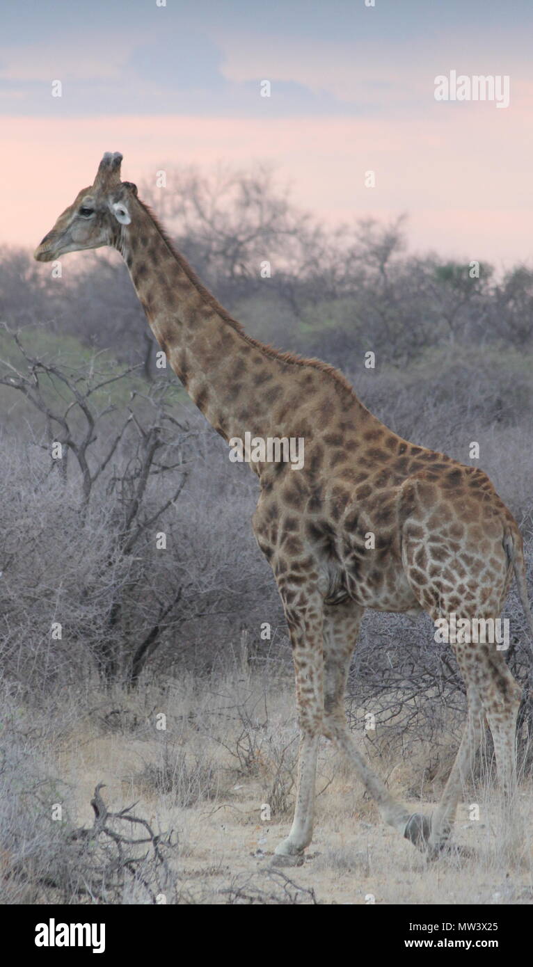 Giraffe in front of red sunset Stock Photo