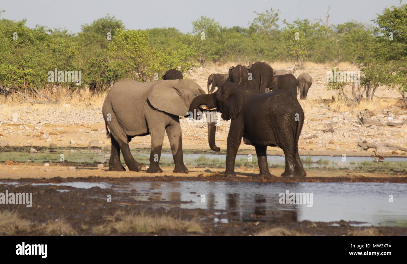 Elephants playing at a waterhole Stock Photo