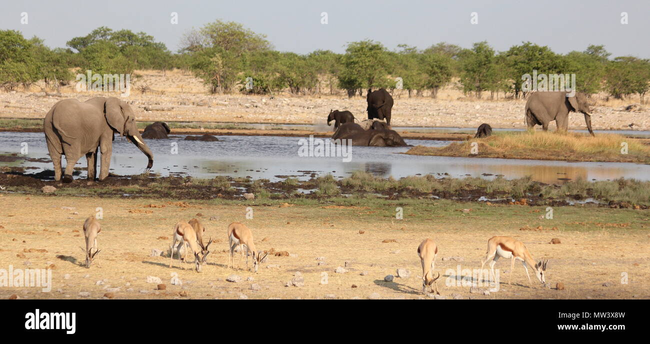 Elephants and impalas at a water hole in Etosha national park Stock Photo
