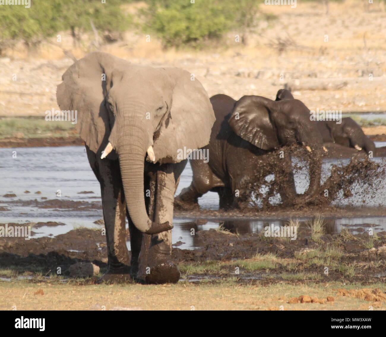 Pack of Elephants bathing Stock Photo