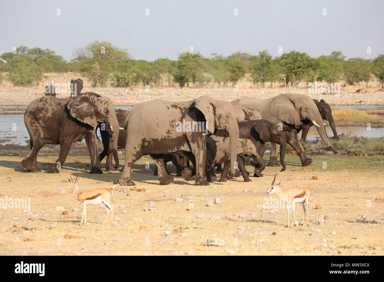 Pack of Elephants walking Stock Photo