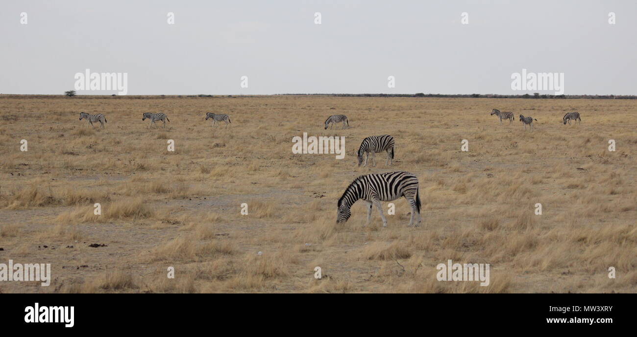 Zebras grazing on the African Savanna Stock Photo