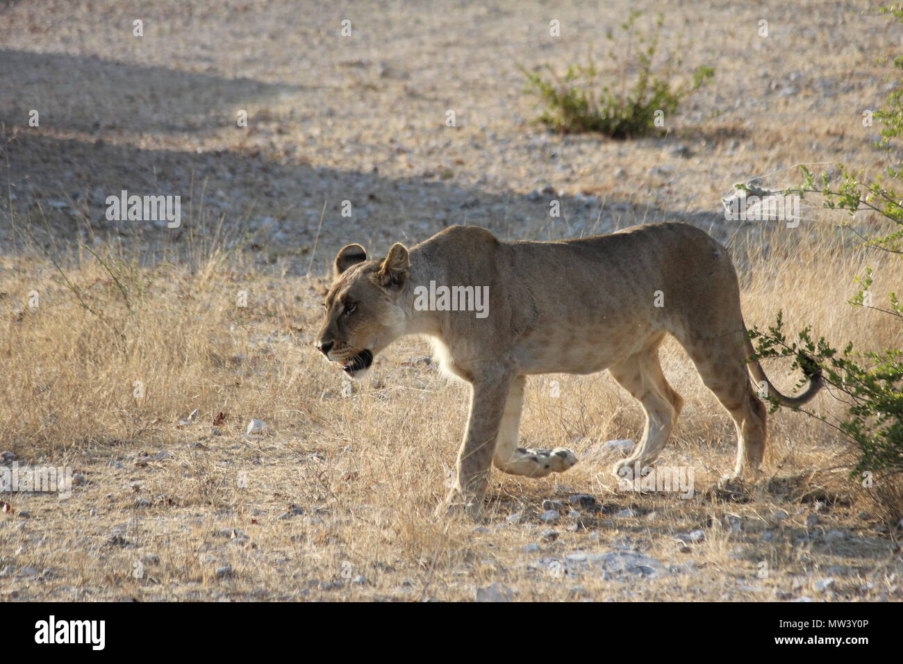 Female lion walking on the savannah Stock Photo