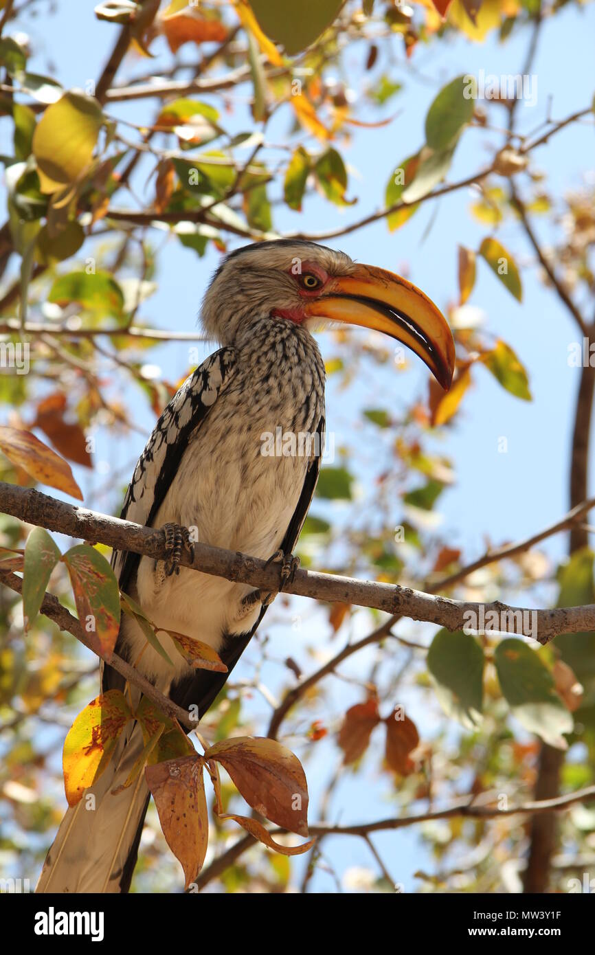 Yellow-billed Hornbill sitting on a tree Stock Photo