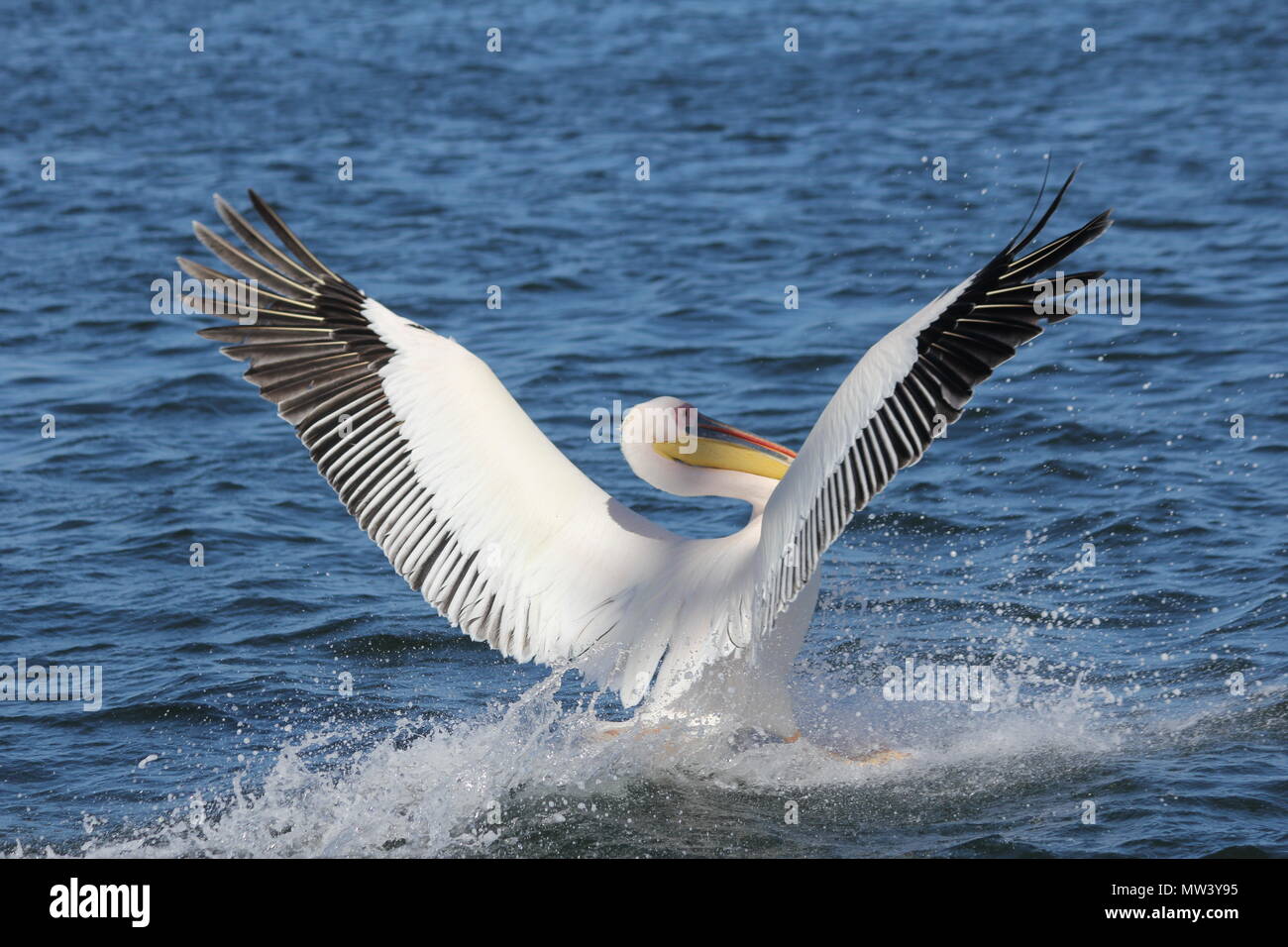 Pelican landing in the sea Stock Photo