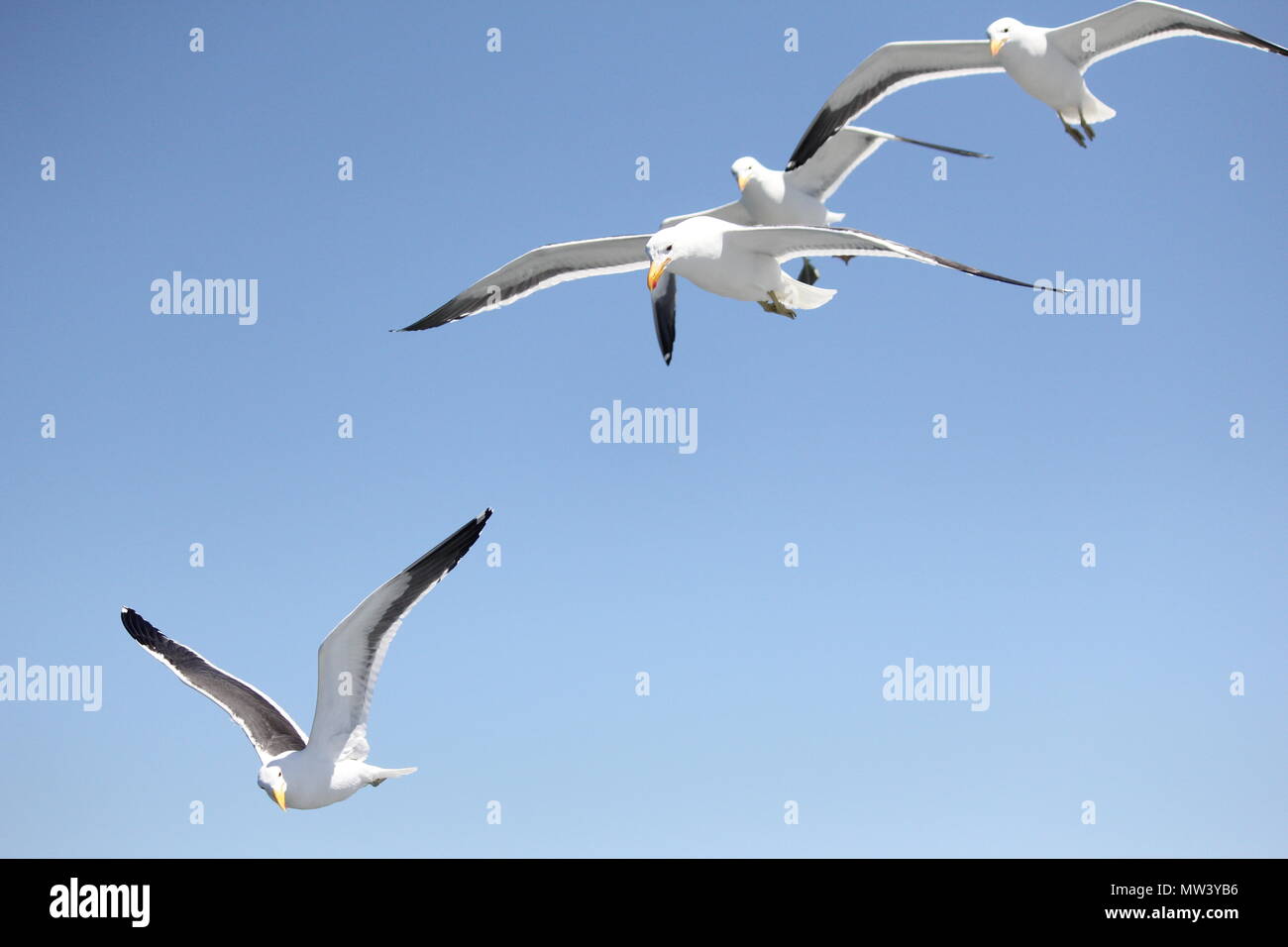 Flock of seagulls flying Stock Photo