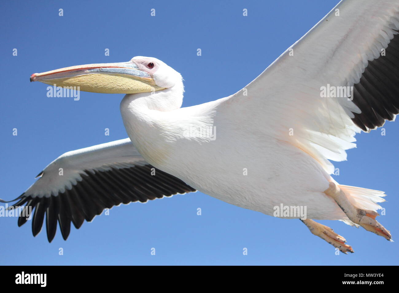 Close up of one pelican flying Stock Photo