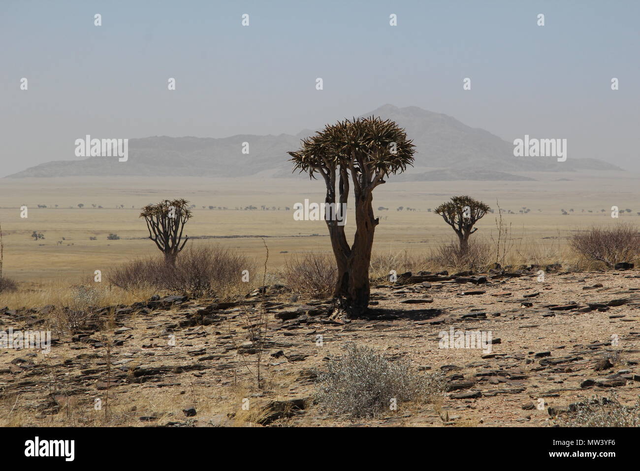 Trees in the desert Stock Photo