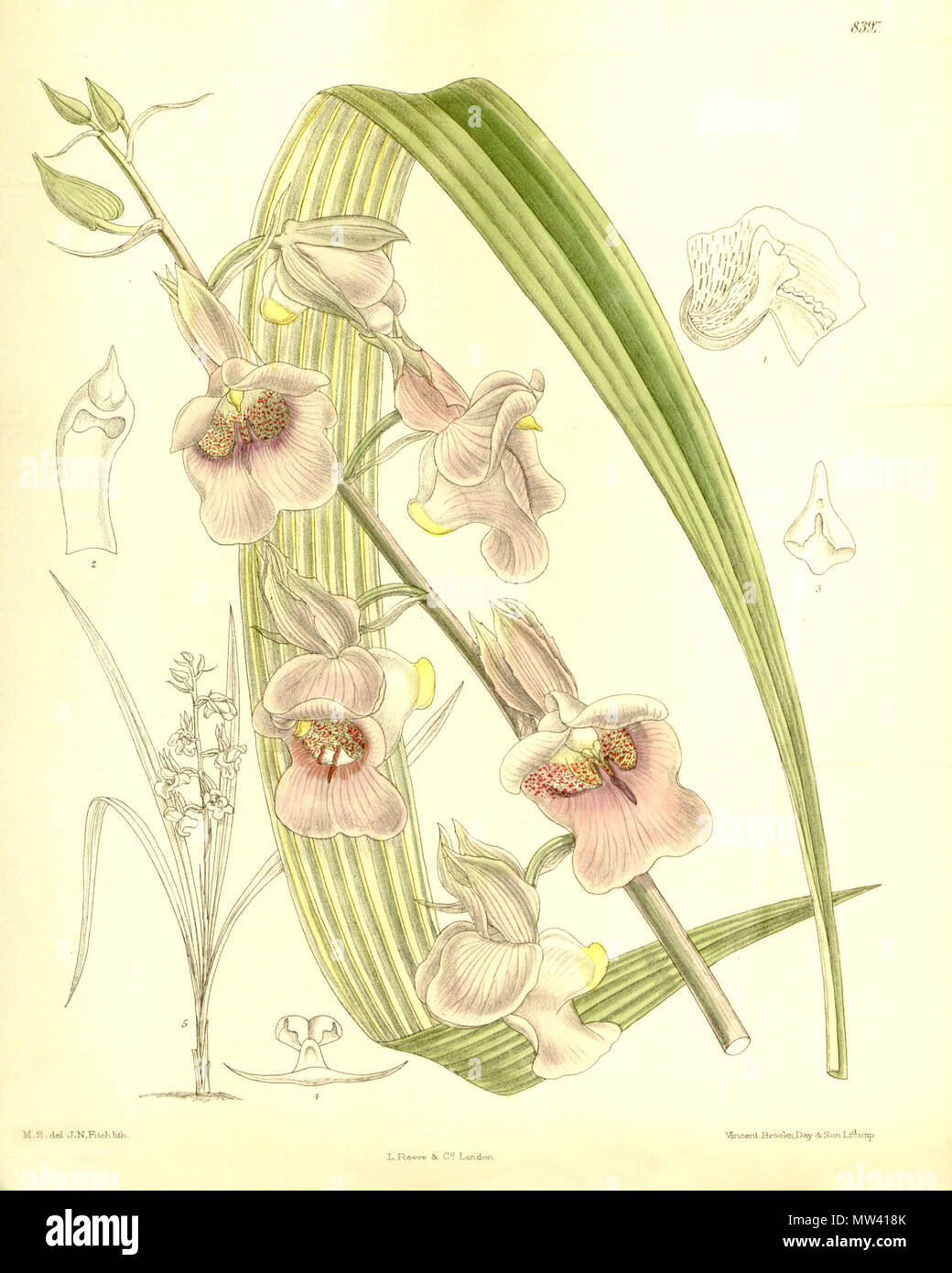 . Illustration of Eulophia cucullata (as syn. Lissochilus stylites) . 1911. M. S. del. ( = Matilda Smith, 1854-1926), J. N. Fitch lith. ( = John Nugent Fitch, 1840–1927) Description by R. A. Rolfe (1855–1921) 198 Eulophia cucullata (as Lissochilus stylites) - Curtis' 137 (Ser. 4 no. 7) pl. 8397 (1911) Stock Photo