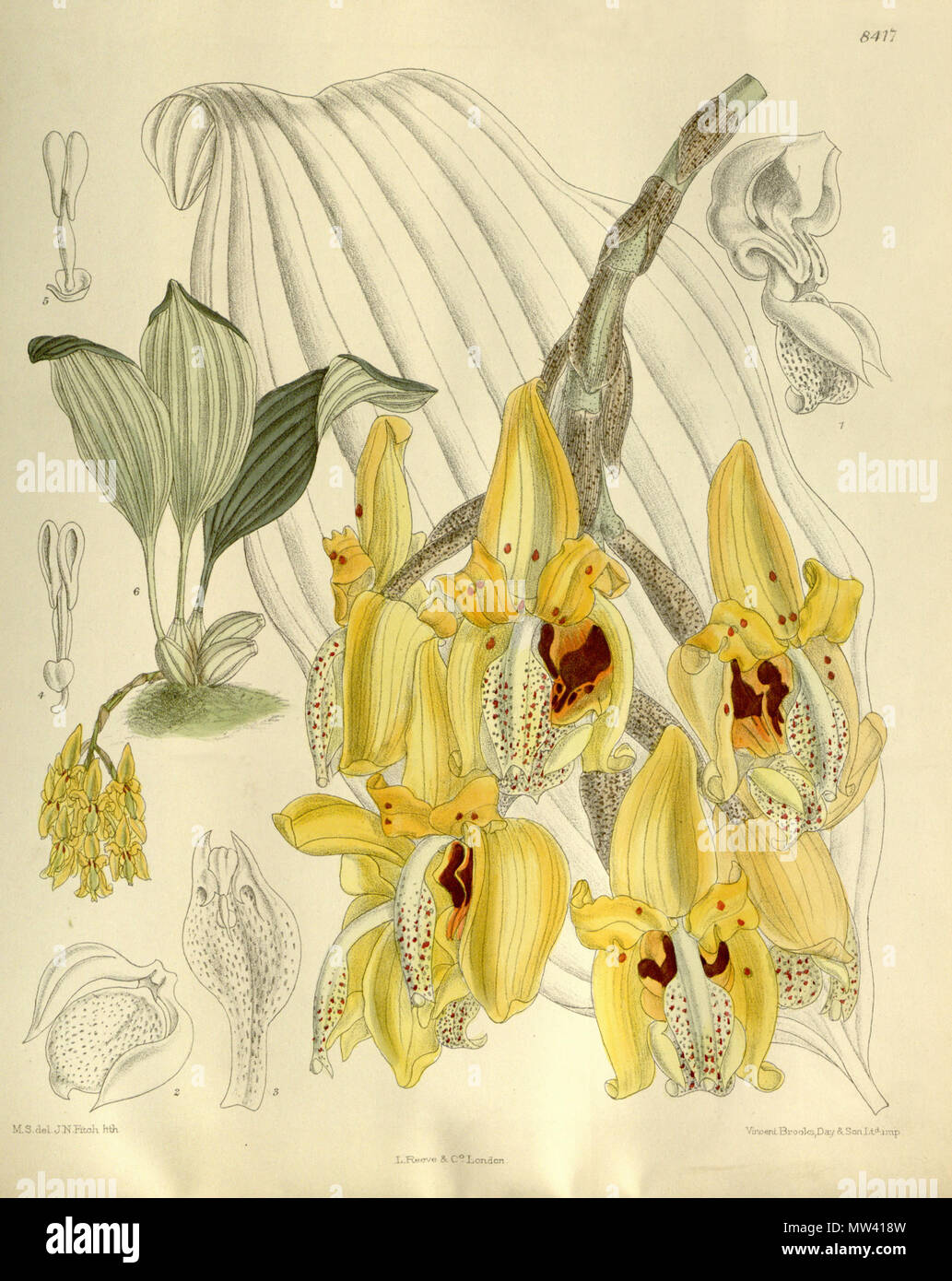 . Illustration of Stanhopea peruviana . 1912. M. S. del. ( = Matilda Smith, 1854-1926), J. N. Fitch lith. ( = John Nugent Fitch, 1840–1927) Description by R. A. Rolfe (1855–1921) 572 Stanhopea peruviana - Curtis' 138 (Ser. 4 no. 8) pl. 8417 (1912) Stock Photo