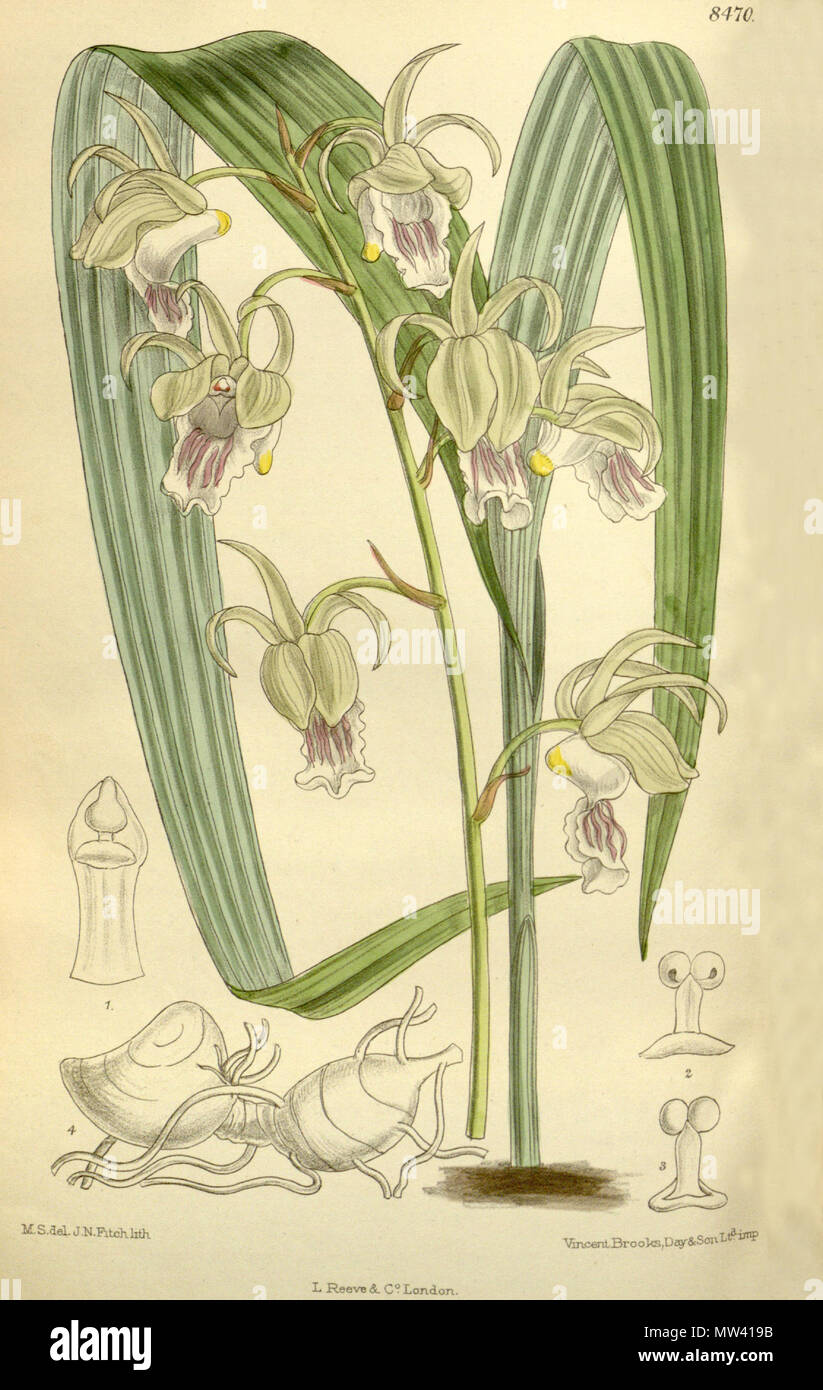. Illustration of Eulophia flavopurpurea (as syn. Lissochilus andersonii) . 1912. M. S. del. ( = Matilda Smith, 1854-1926), J. N. Fitch lith. ( = John Nugent Fitch, 1840–1927) Description by R. A. Rolfe (1855–1921) 198 Eulophia flavopurpurea (as Lissochilus andersonii) - Curtis' 138 (Ser. 4 no. 8) pl. 8470 (1912) Stock Photo