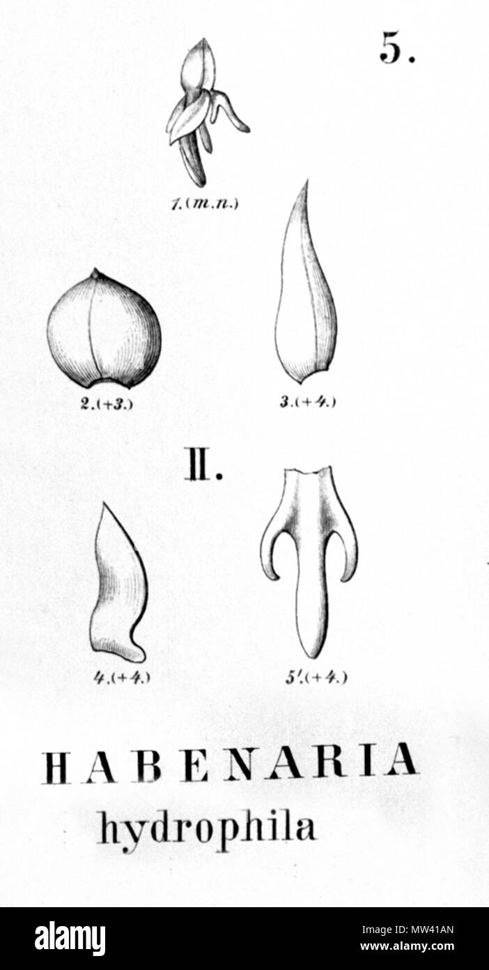 . Illustration of Habenaria hydrophila . between 1893 and 1896. Alfred Cogniaux (1841 - 1916) 262 Habenaria hydrophila - cutout from Flora Brasiliensis 3-4-5-fig II Stock Photo