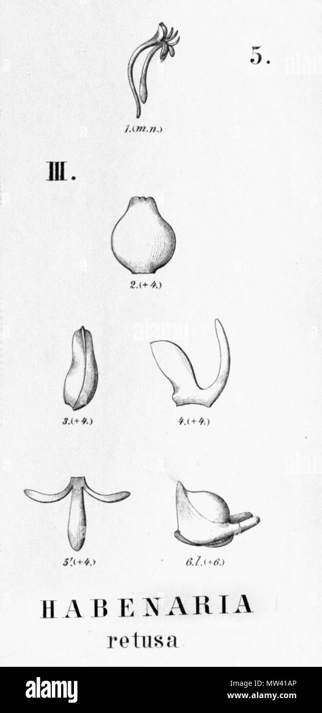 . Illustration of Habenaria balansae (as syn. Habenaria retusa) . between 1893 and 1896. Alfred Cogniaux (1841 - 1916) 262 Habenaria retusa - cutout from Flora Brasiliensis 3-4-5-fig III Stock Photo