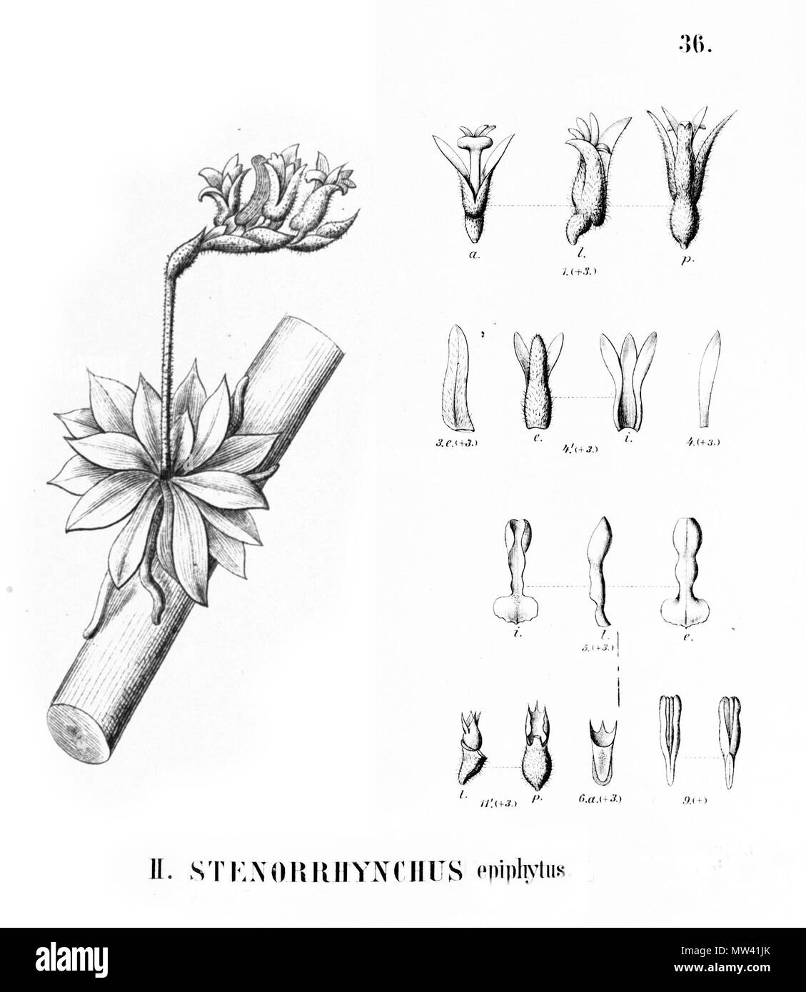 . Illustration of Lankesterella caespitosa (as syn. Stenorrhynchos epiphytum, spelled by Cogniaux as Stenorrhynchus epiphytus) . 1895. Alfred Cogniaux (1841 - 1916) 359 Lankesterella caespitosa (as syn. Stenorrhynchos epiphytum) - cutout from Flora Brasiliensis 3-4-36-fig II Stock Photo