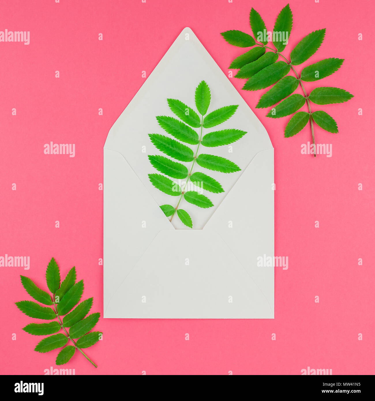 Creative flat lay top view white letter mock up with fresh green rowan ...