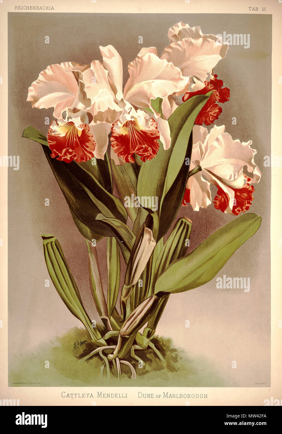 . Cattleya mendelii . between 1888 and 1894. H. Sotheran & Co., London (editor) 219 Frederick Sander - Reichenbachia I plate 15 (1888) - Cattleya mendelli Stock Photo