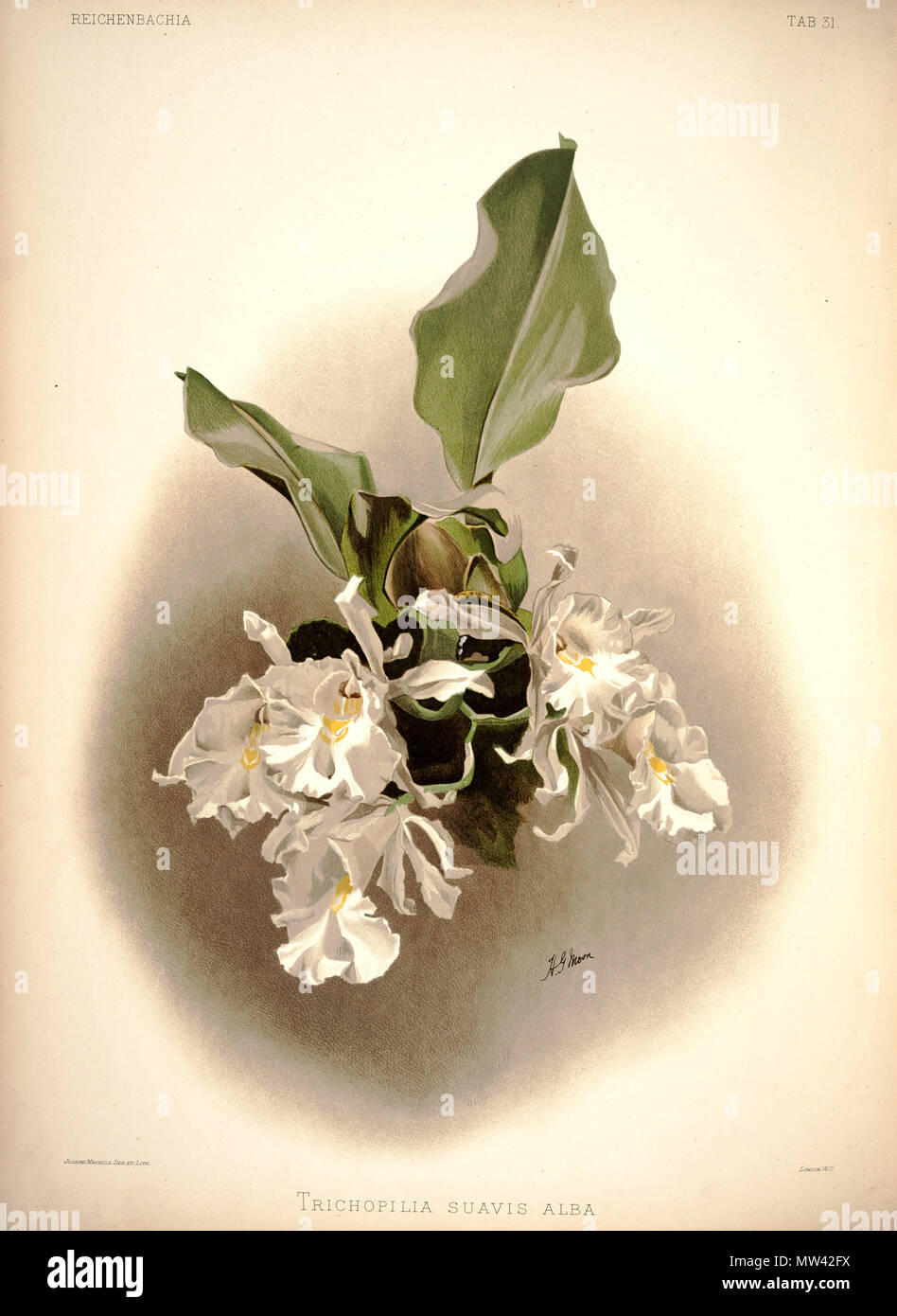 . Trichopilia suavis . between 1888 and 1894. H. Sotheran & Co., London (editor) 219 Frederick Sander - Reichenbachia I plate 31 (1888) - Trichopilia suavis alba Stock Photo