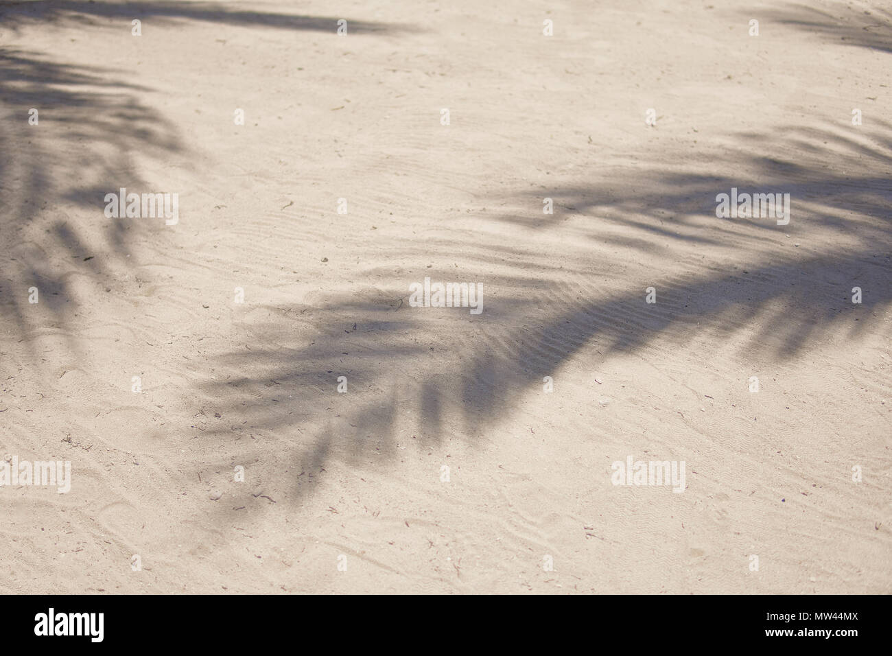 Palm tree shadow sand hi-res stock photography and images - Alamy