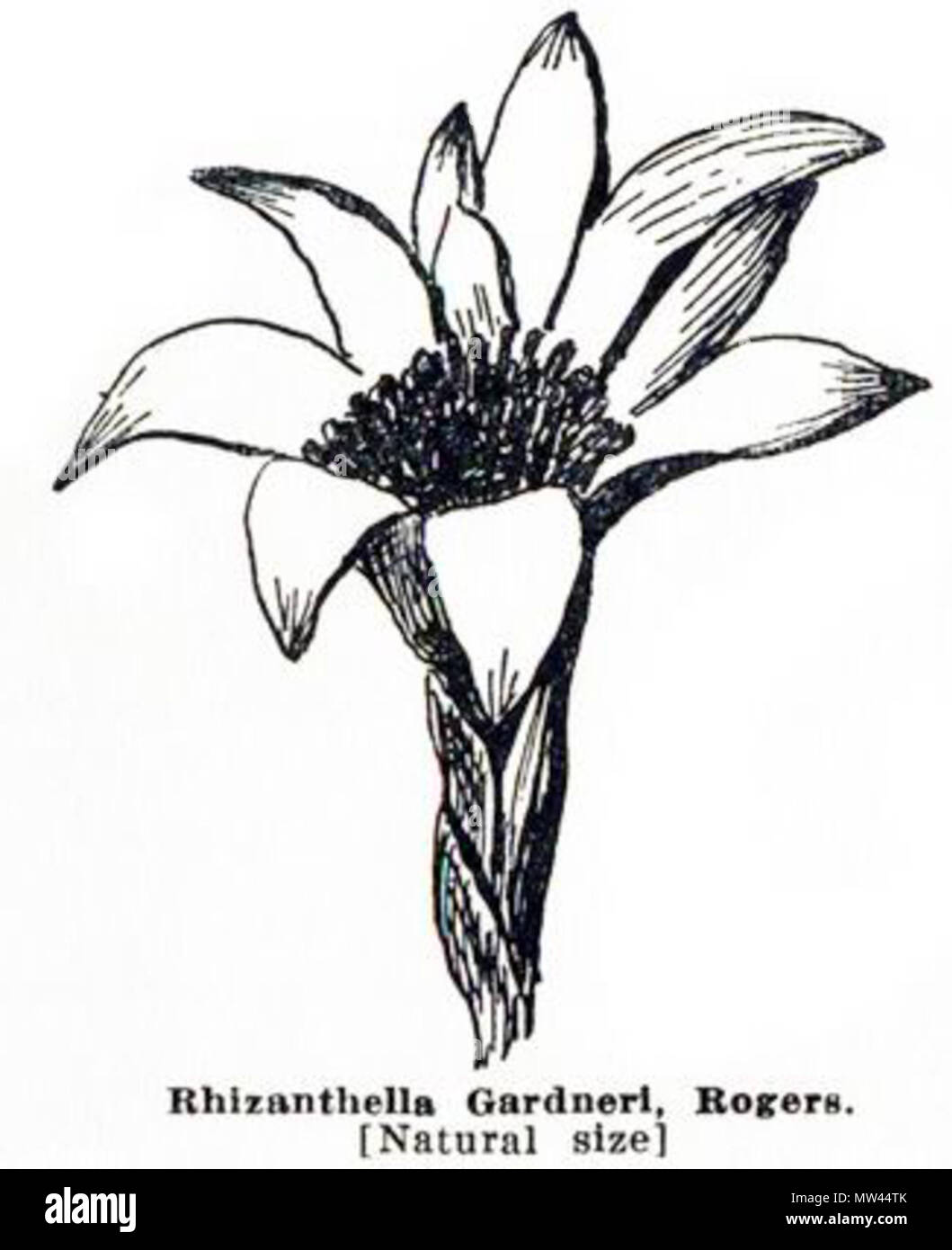. Rhizanthella gardneri, Image from Gutenberg version of Emily Pelloe: 'West Australian Orchids', page 66 . 1930. Emily H. Pelloe 475 Pelloe - West Australian Orchids p66 Stock Photo