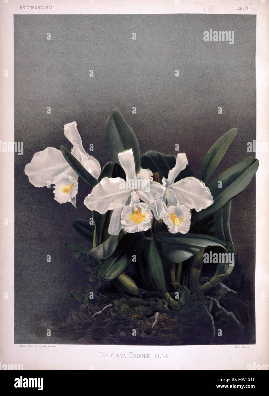 . Cattleya trianae . between 1888 and 1894. H. Sotheran & Co., London (editor) 220 Frederick Sander - Reichenbachia II plate 81 (1890) - Cattleya trianae alba Stock Photo