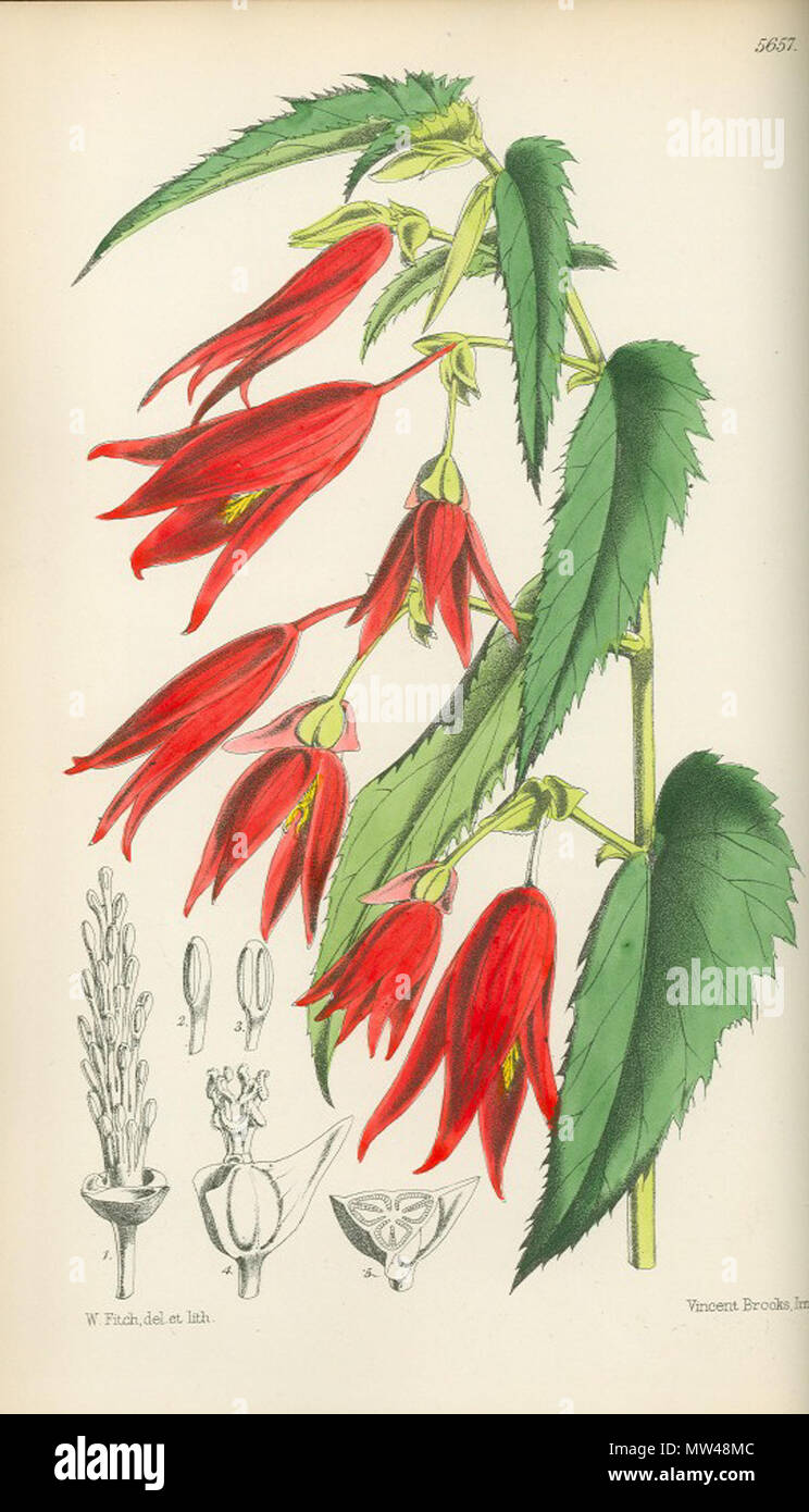 . English Begonia boliviensis . 24 October 2011. J.D. Hooker 78