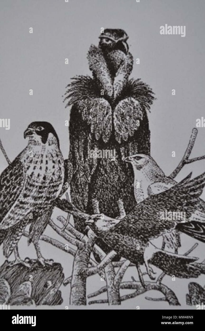 . English: Birds of Prey . 27 October 2011. Unknown 201 Falconiformes Stock Photo