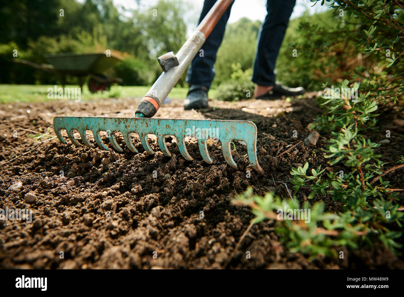 Gardening and raking in the garden in the spring Stock Photo Alamy