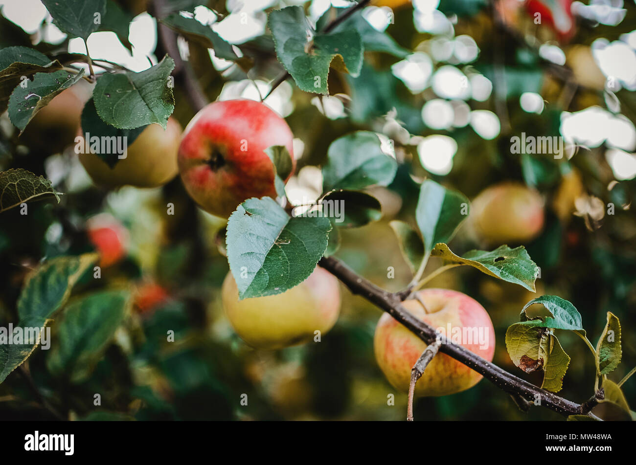 Crisp ripe apples on apple tree. Organic food, favourite healthy snack