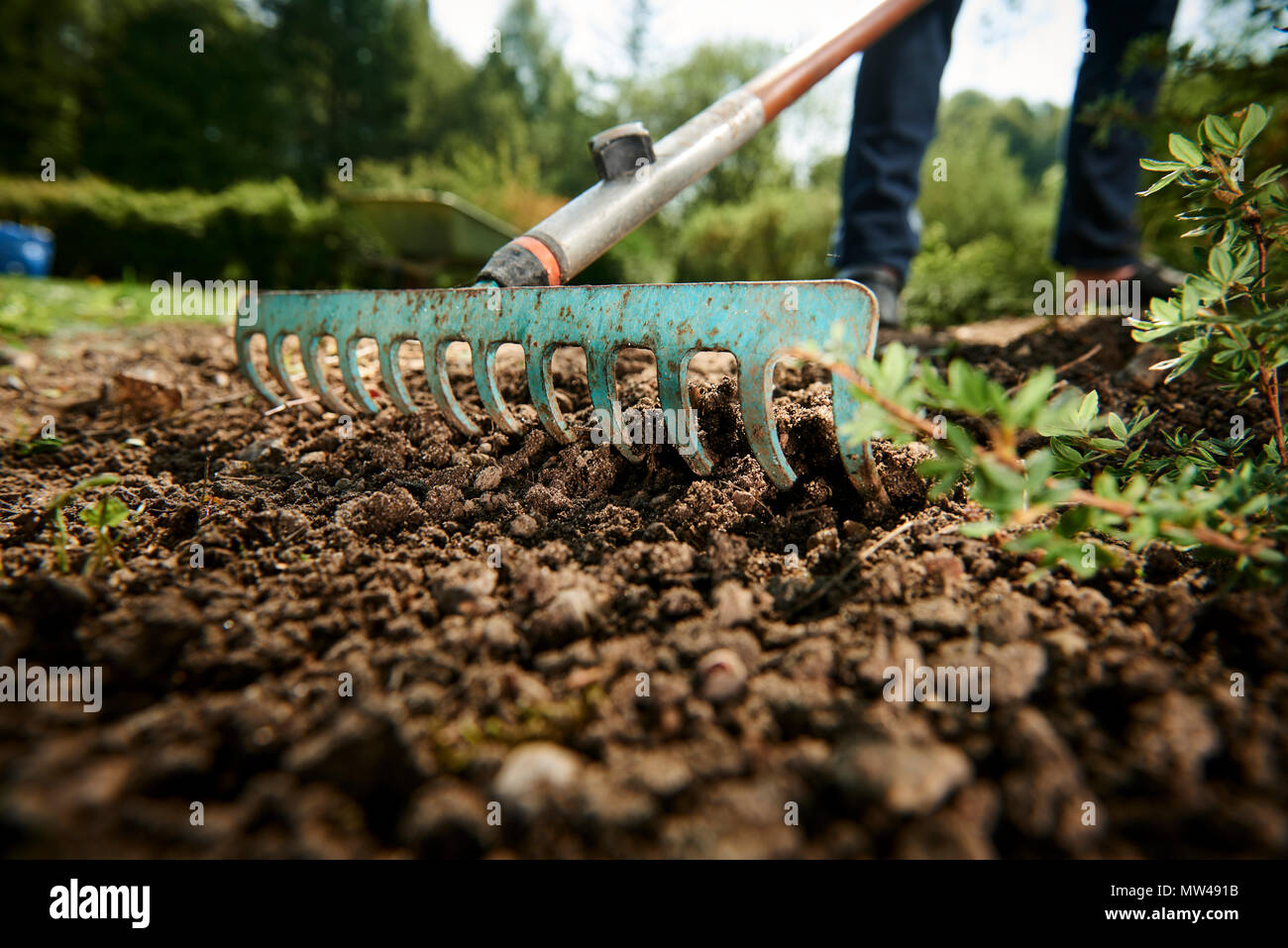 Gardening and raking in the garden in the spring Stock Photo - Alamy