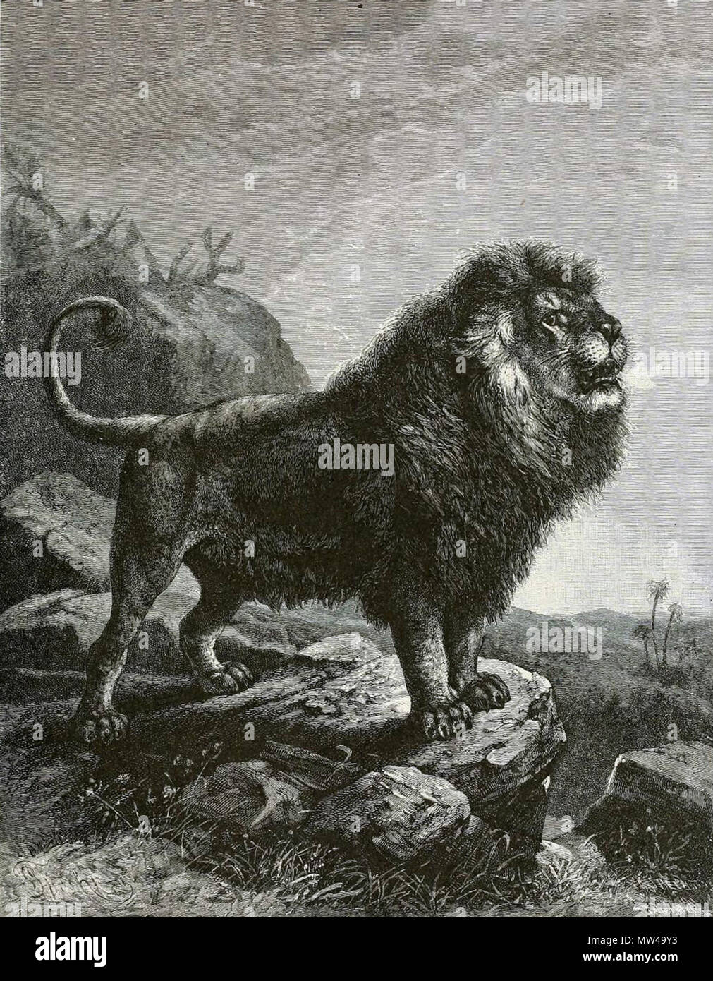 . Barbary lion (Panthera leo leo) in a 1898 picture. 1898. Holder, Joseph Bassett , 1824-1888 -- Editor / Wood, J. G. (John George), 1827-1889 -- Author 72 BarbaryLionB1898bw Stock Photo