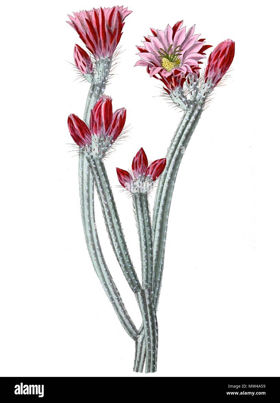 . Deutsch: Echinocereus poselgeri English: Dahlia Cactus, Echinocereus  poselgeri Svenska: Echinocereus poselgeri . 1904. Schumann, Grke & Vaupel  Peter A. Mansfeld for the filtred image. 177 Echinocereus poselgeri pm  Stock Photo - Alamy
