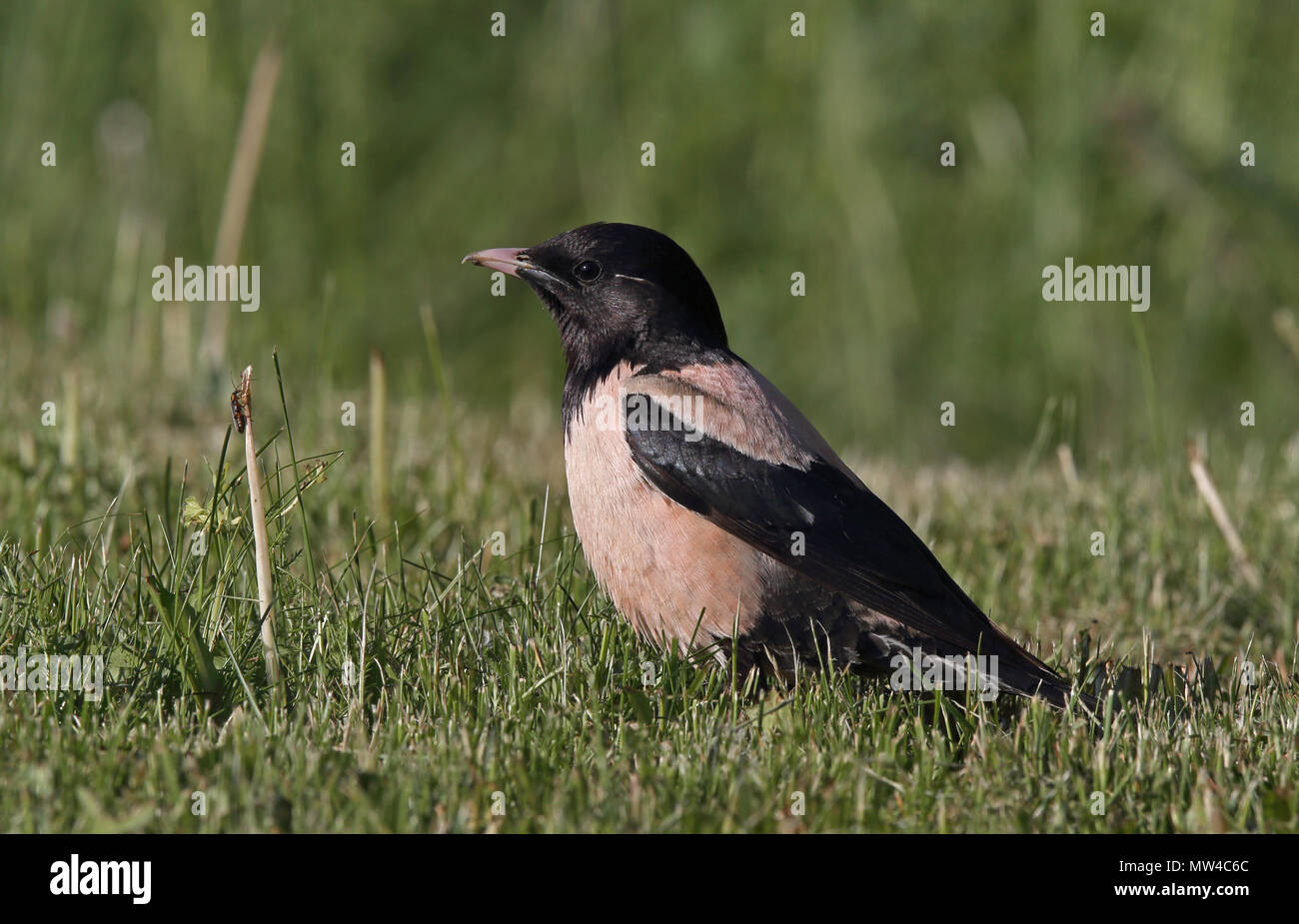 Rosy starling (Pastor roseus) in breeding plumage on green grass Stock ...