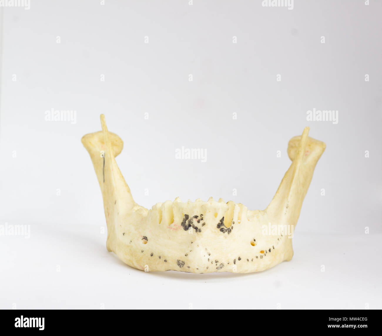 frontal view of isolated human mandible without teeth in white background with space for text Stock Photo