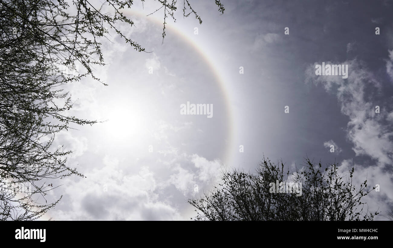 Sun Halo and the Tree branches with clear sky Stock Photo
