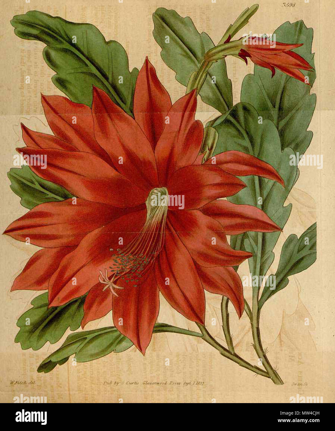 164 Disocactus ackermannii Curtis’s Botanical Magazine Stock Photo