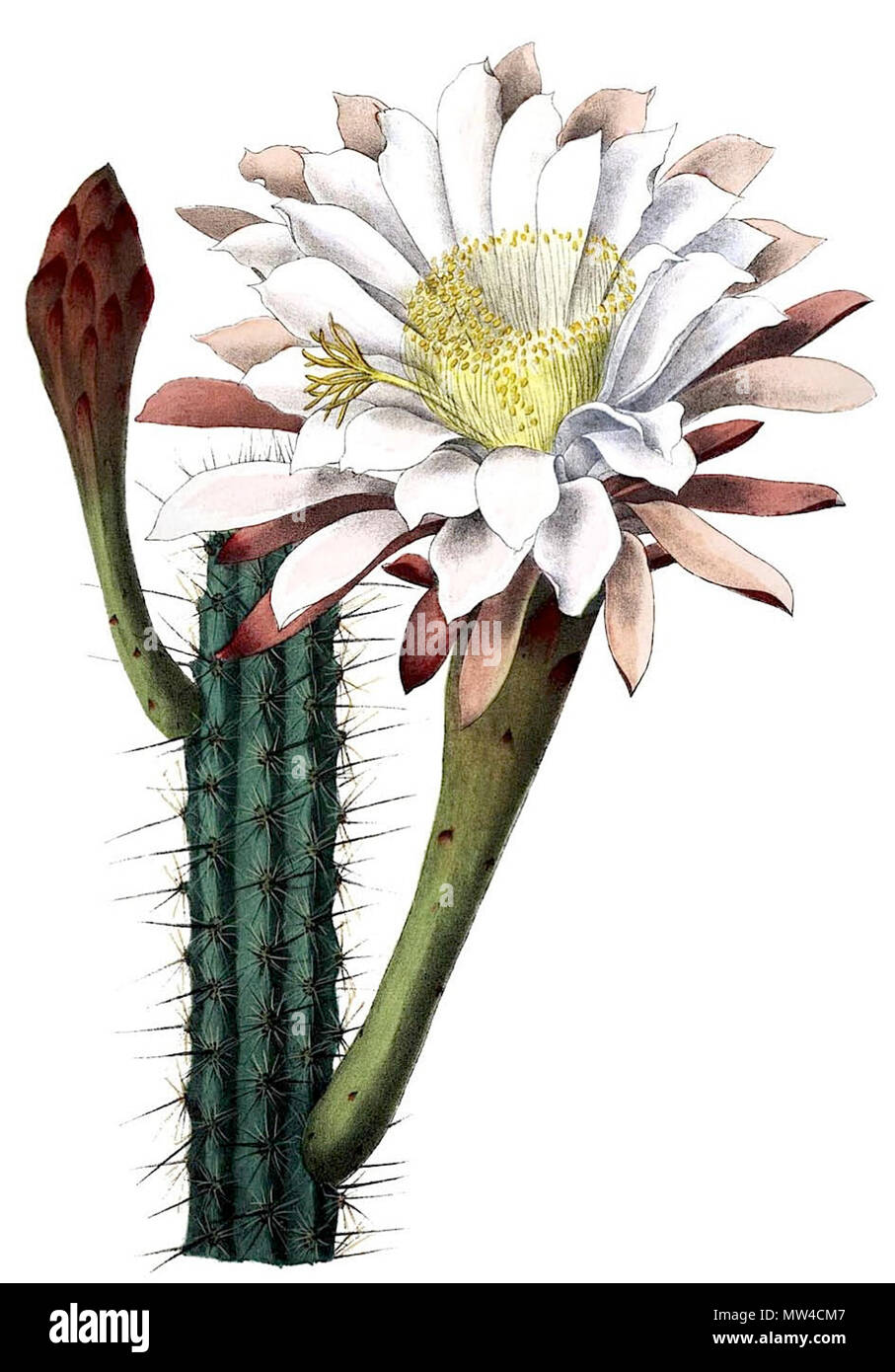 . English Cereus aethiops . 1904. Schumann, Gürke & Vaupel Peter A