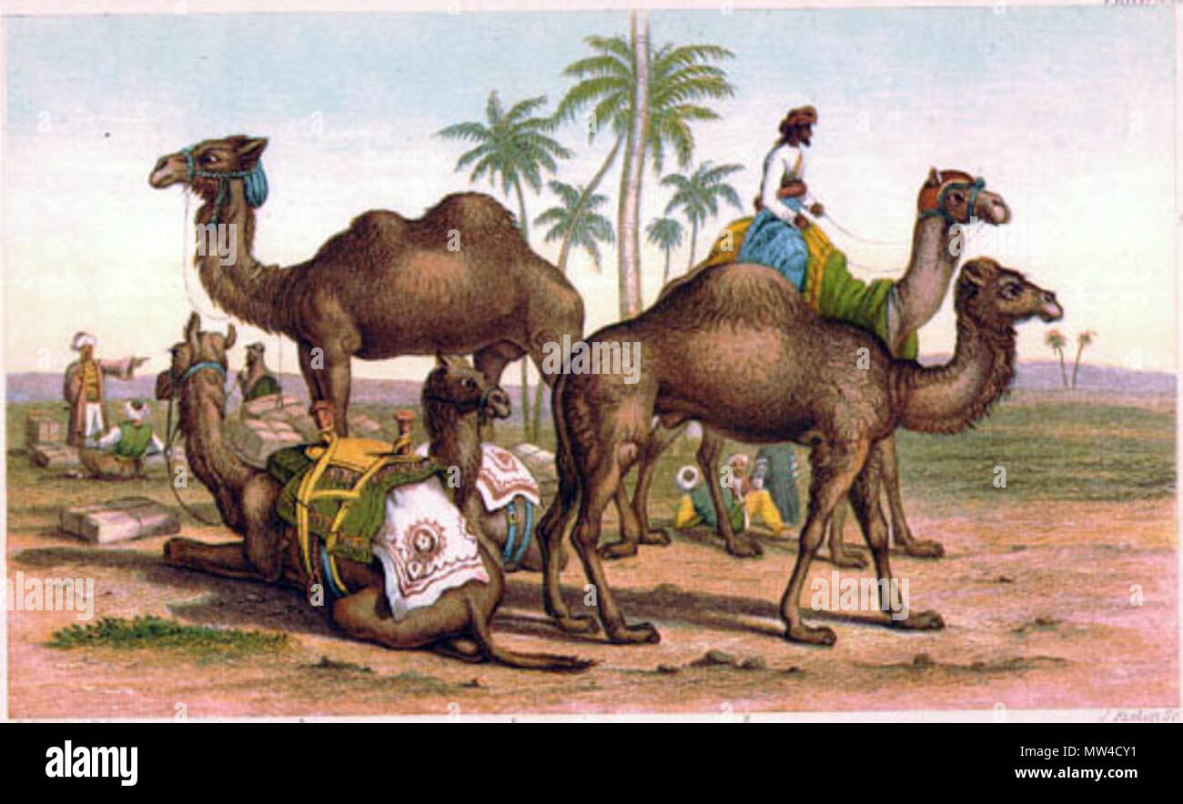 English The Various Breeds Of Camel 1875 Source Ebay Aug 2001 1875 Steel Plate Full Color Animated Nature Lithograph From An 1875 Publication Of A History Of The Earth And Animated It makes integration easier by providing connectivity to a very large variety of transports and apis. https www alamy com english the various breeds of camel 1875 source ebay aug 2001 1875 steel plate full color animated nature lithograph from an 1875 publication of a history of the earth and animated nature by oliver goldsmith this lithograph was printed in london in 1875 by blackie son caption 1 bactrian camel 2 arabian camel or dromedary 34 dromedaries caparisoned 5 post camel of india 1875 oliver goldsmith 109 cameltypes1 image187568053 html