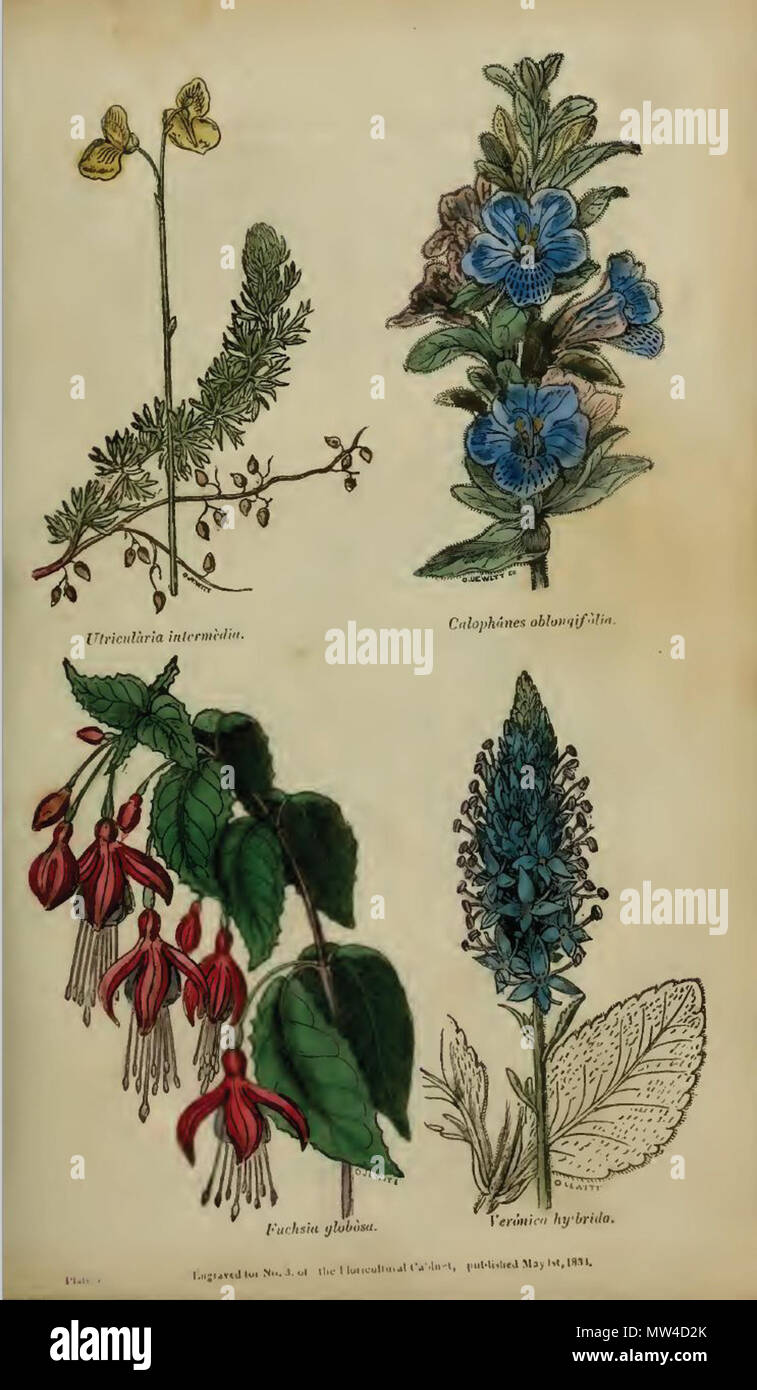. English: Plate from Joseph Harrison's 'The Floricultural Cabinet and Florist's Magazine' . 1833. Orlando Jewitt (1799-1869) 458 Orlando Jewitt02 Stock Photo