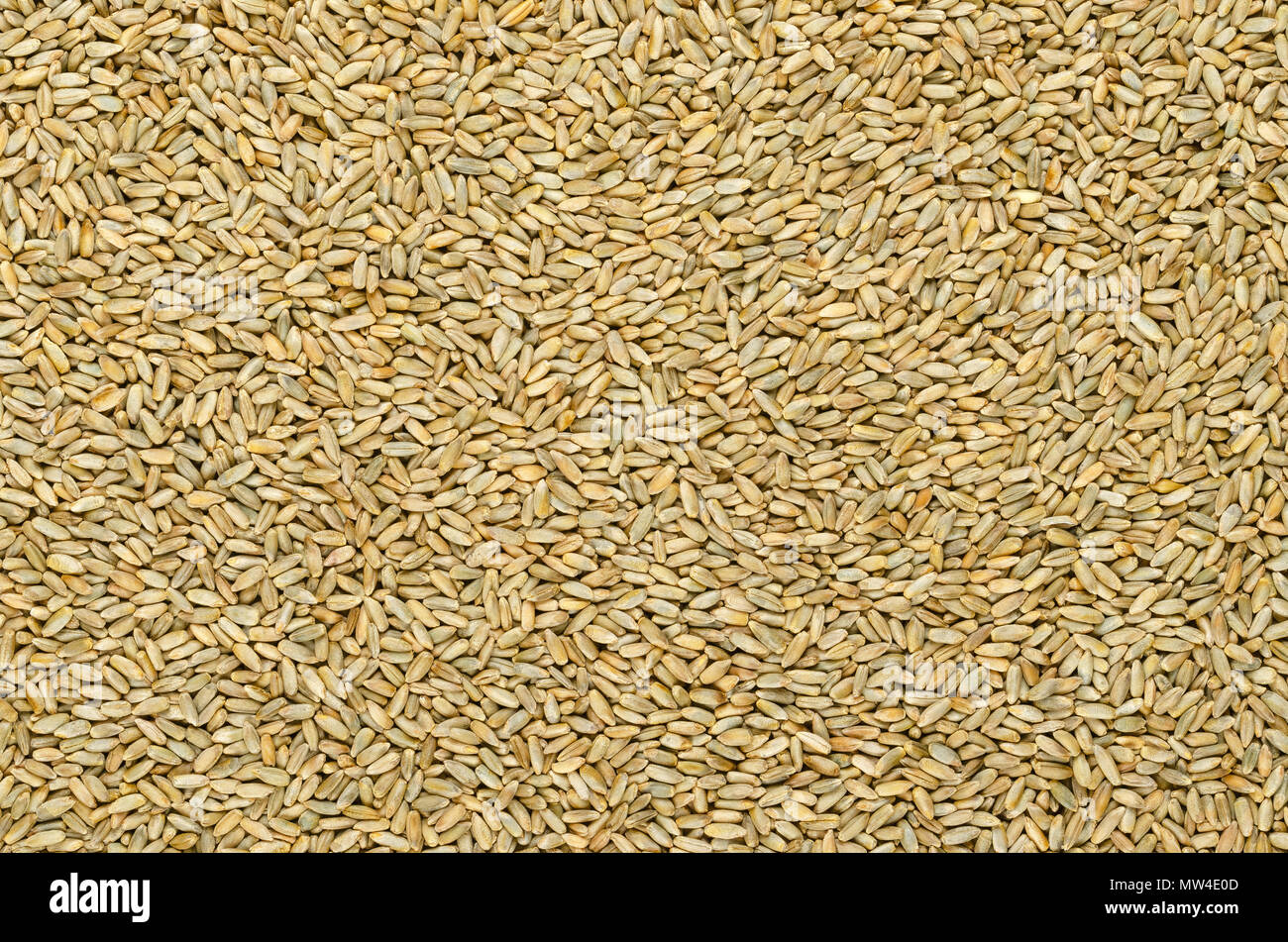 Rye grains, surface and background. Secale cereale, grain, cover and forage crop. Member of wheat tribe. Used for flour, bread, beer, whiskey, ... Stock Photo