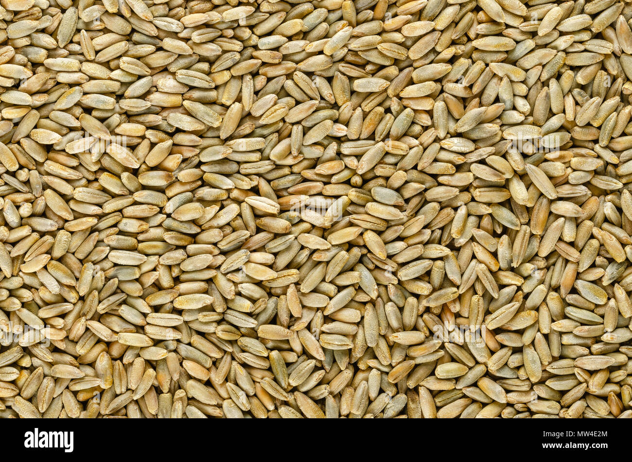 Rye grains, surface, from above. Background. Secale cereale, grain, cover, forage crop. Member of wheat tribe. For flour, bread, beer, whiskey, vodka. Stock Photo
