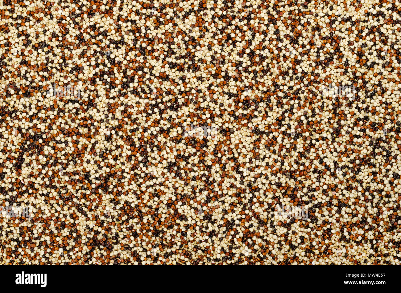 Mixed quinoa seeds, surface and background. Pseudocereal. Yellow, red and black edible fruits of grain crop Chenopodium quinoa. Macro food photo. Stock Photo