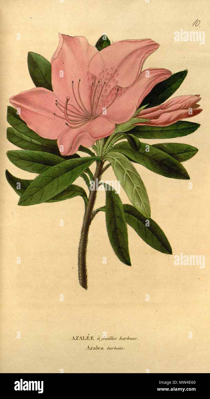 . English: Rhododendron barbatum . 15 September 2012, 16:10:56. Annales de flore et de pomone 519 Rhododendron barbatum Stock Photo