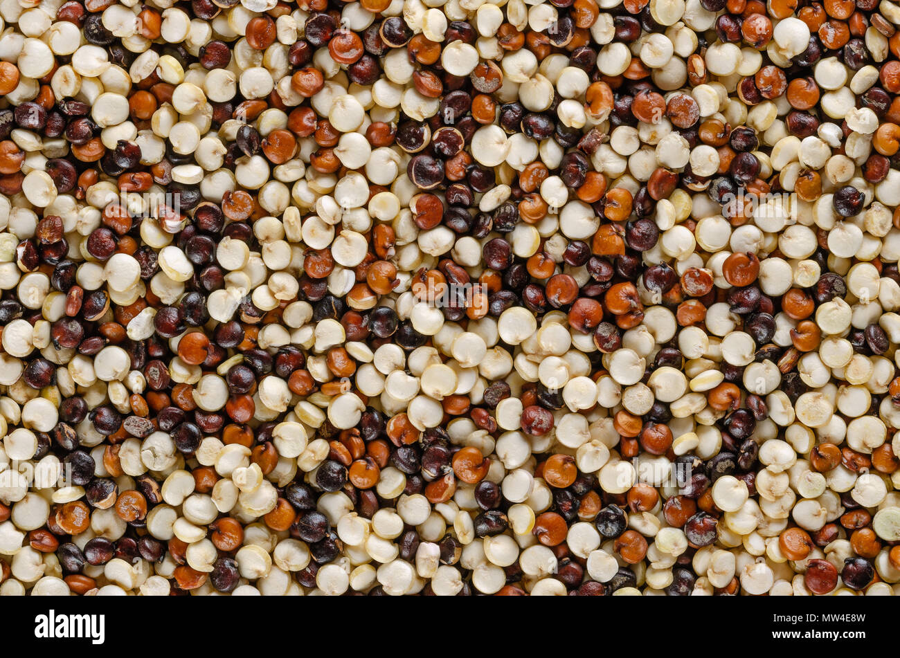 Mixed quinoa seeds, macro photo, from above. Pseudocereal. Yellow, red and black fruits of grain crop Chenopodium quinoa. Macro food photo. Stock Photo