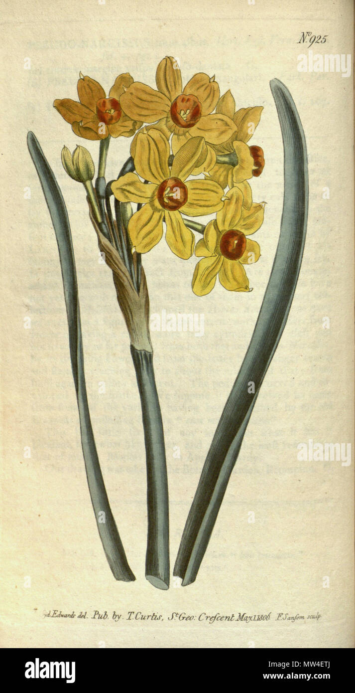 . English: Bot. Mag. 24: t. 925. 1806 . 16 October 2012, 22:55:38. Curtis's 438 Narcissus tazetta Ker Gawl. Stock Photo