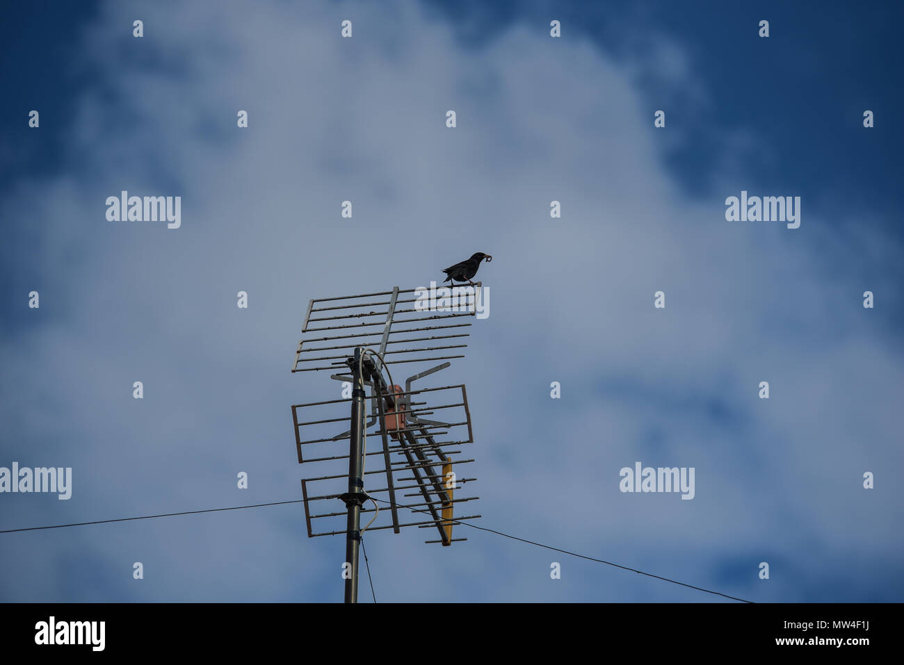 small birds perch on the television antennas in the cities Stock Photo