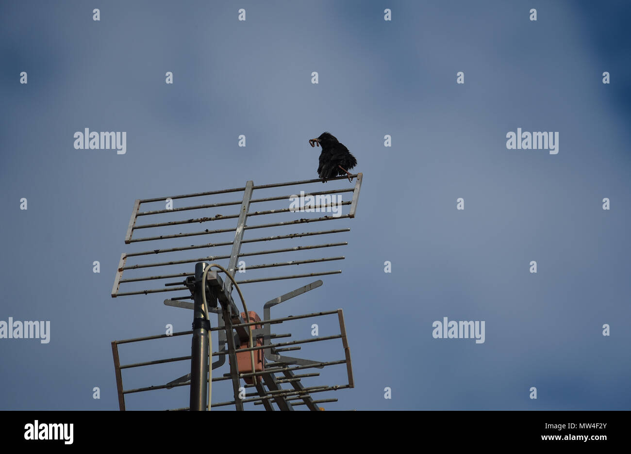 small birds perch on the television antennas in the cities Stock Photo
