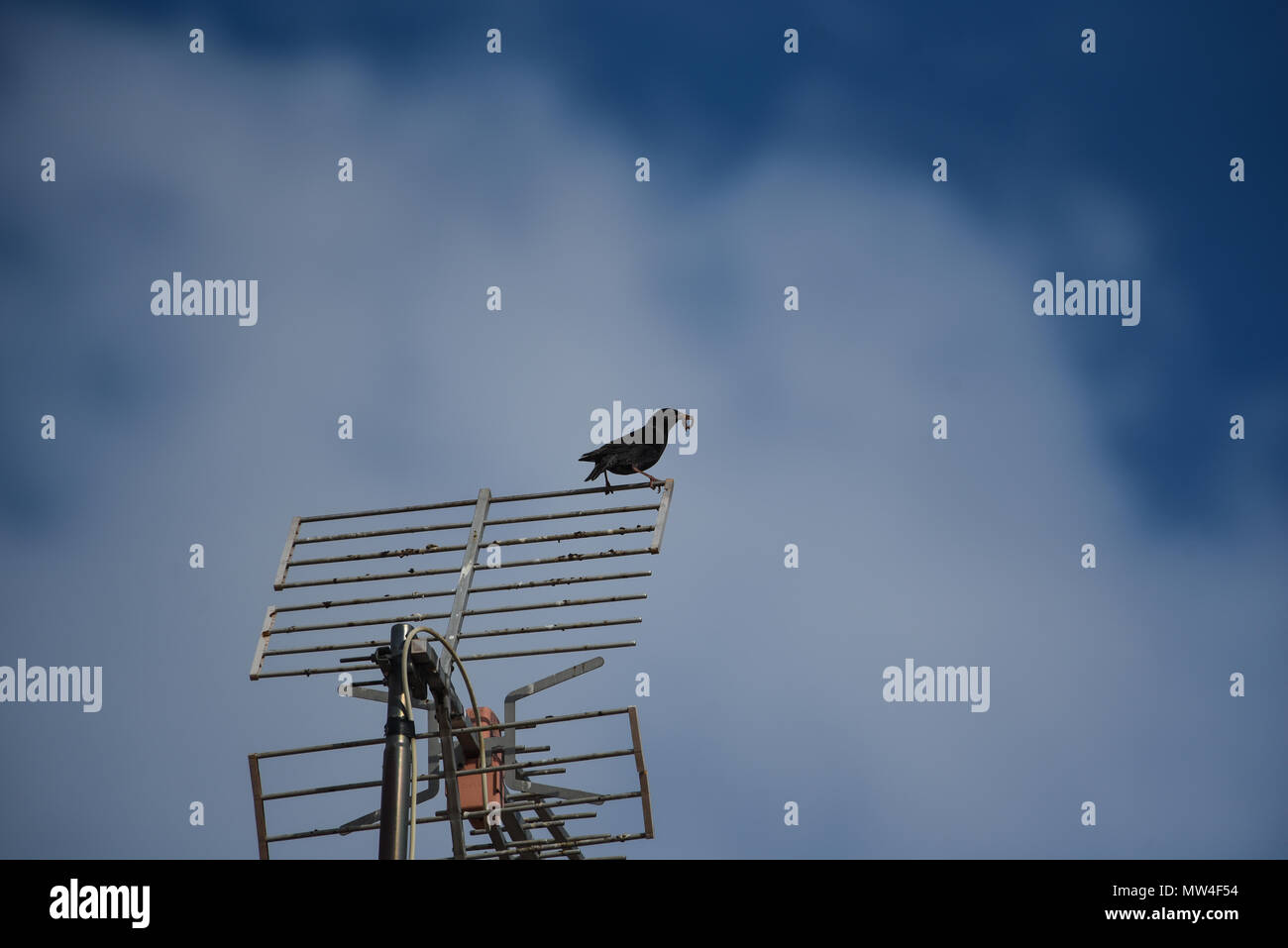 small birds perch on the television antennas in the cities Stock Photo
