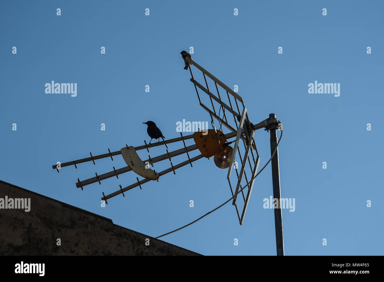 small birds perch on the television antennas in the cities Stock Photo