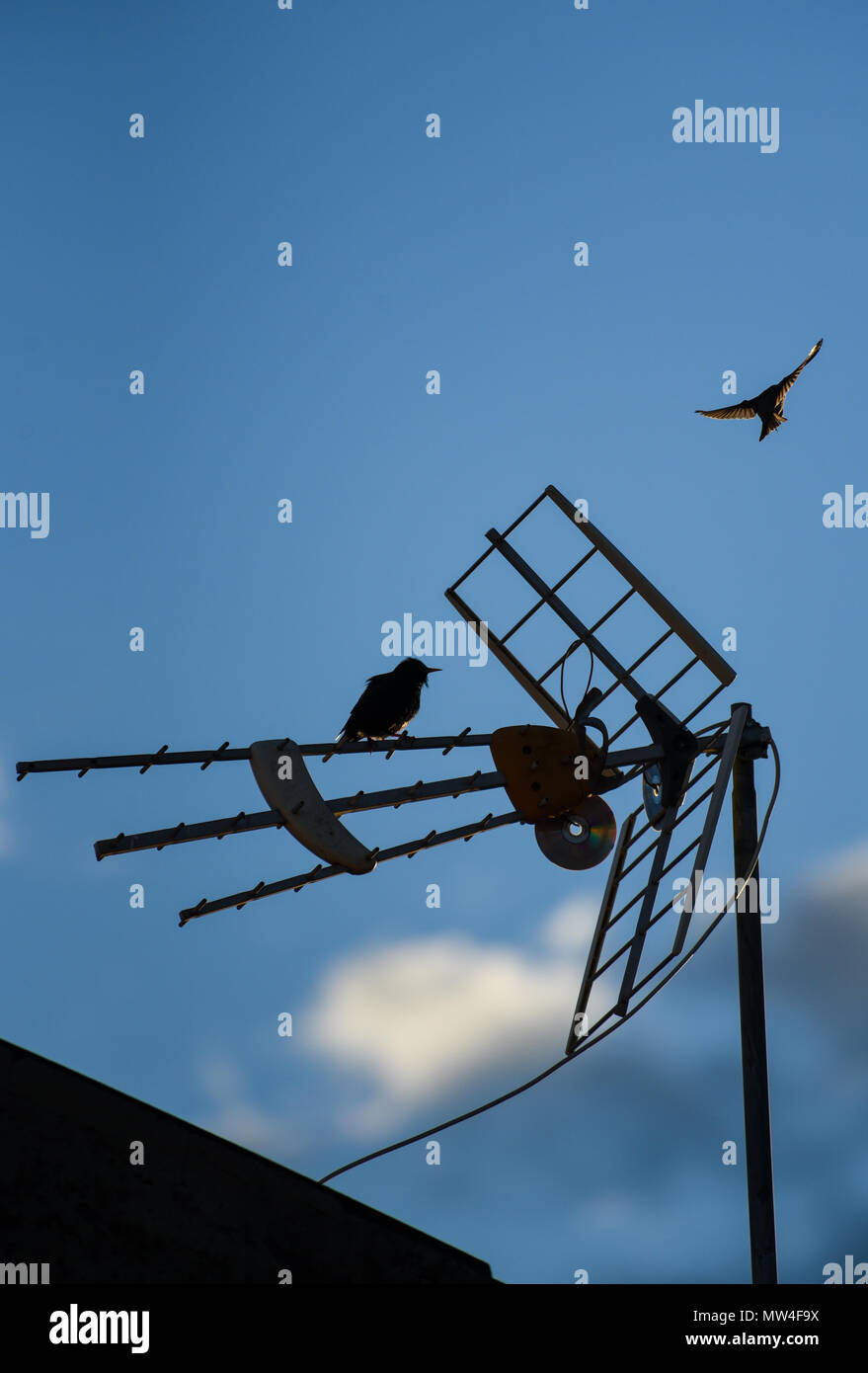 small birds perch on the television antennas in the cities Stock Photo